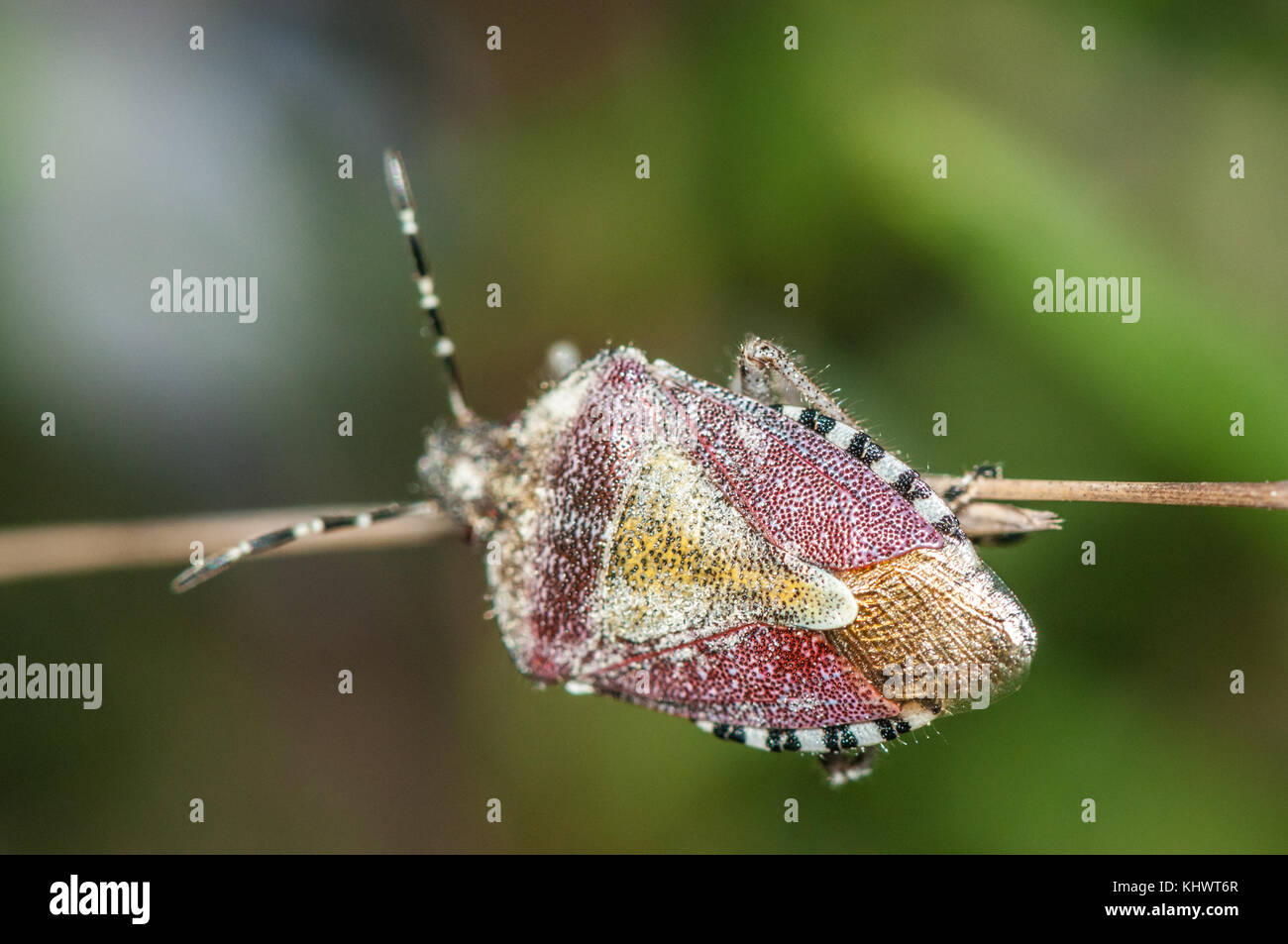 Vue rapprochée d'une prunelle Dolycoris baccarum (bug) Banque D'Images