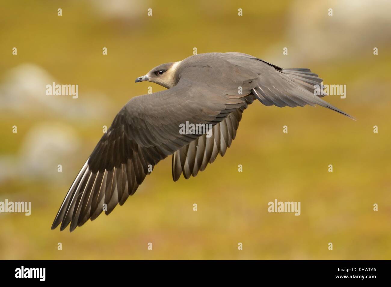 Parasitic Jaeger - Stercorarius parasiticus, big brown bird flying et assis sur la prairie en Norvège près de mi-ombre. Deux longues ailes et queue gris. Banque D'Images