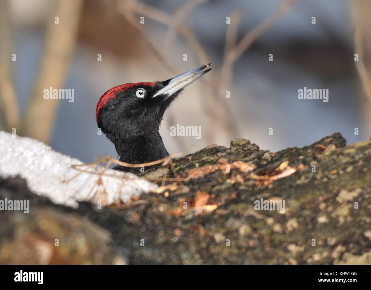 Pic noir (Dryocopus martius) assis sur la souche d'arbre et picore en hiver Banque D'Images