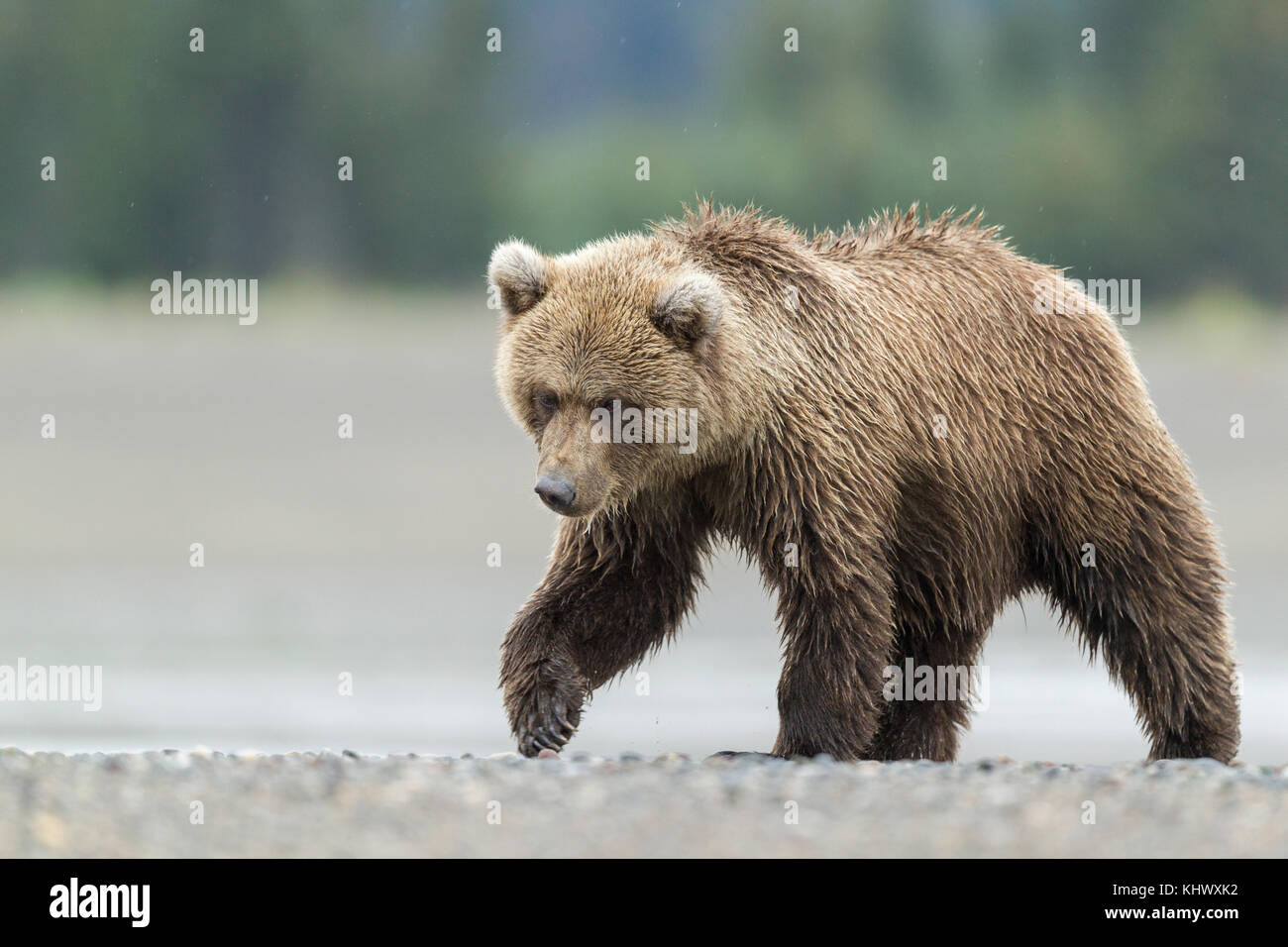 L'ours brun d'Alaska cub Banque D'Images