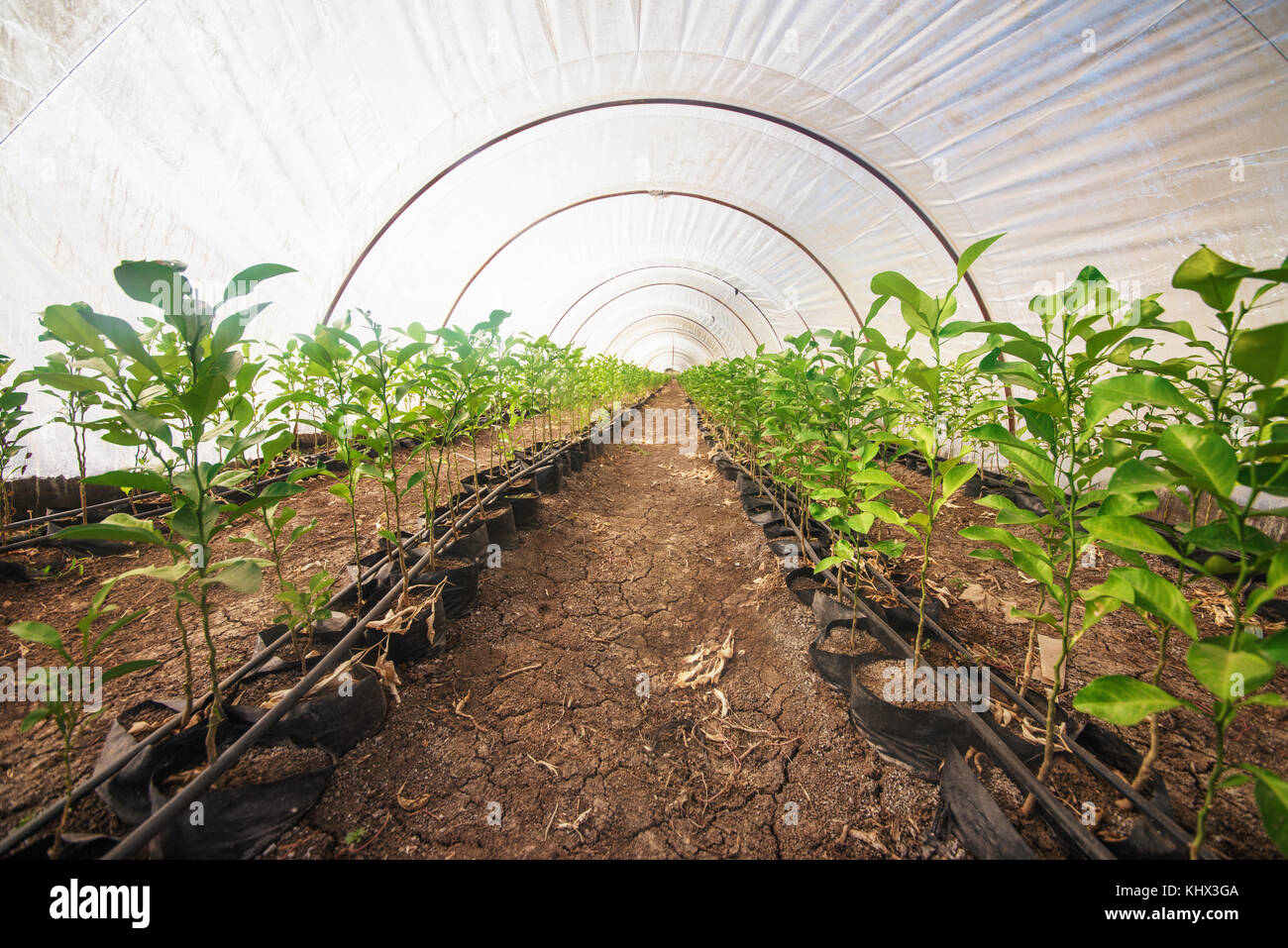 L'intérieur d'une serre agricole. Banque D'Images