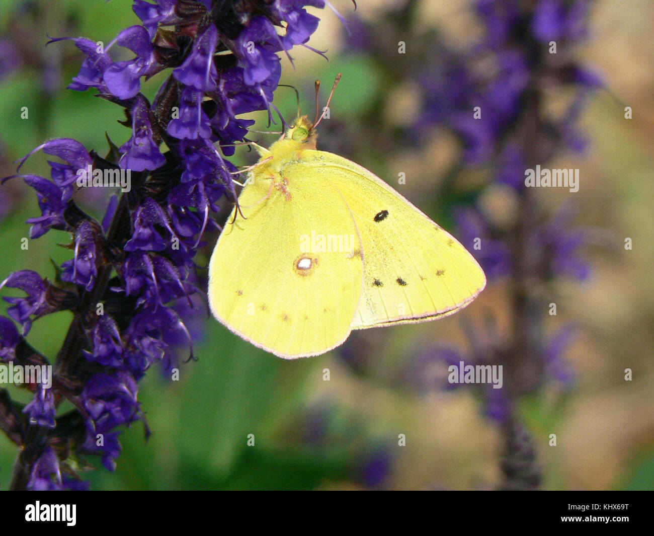 Buttefly sulpher assombri colias philodice insectes Banque D'Images