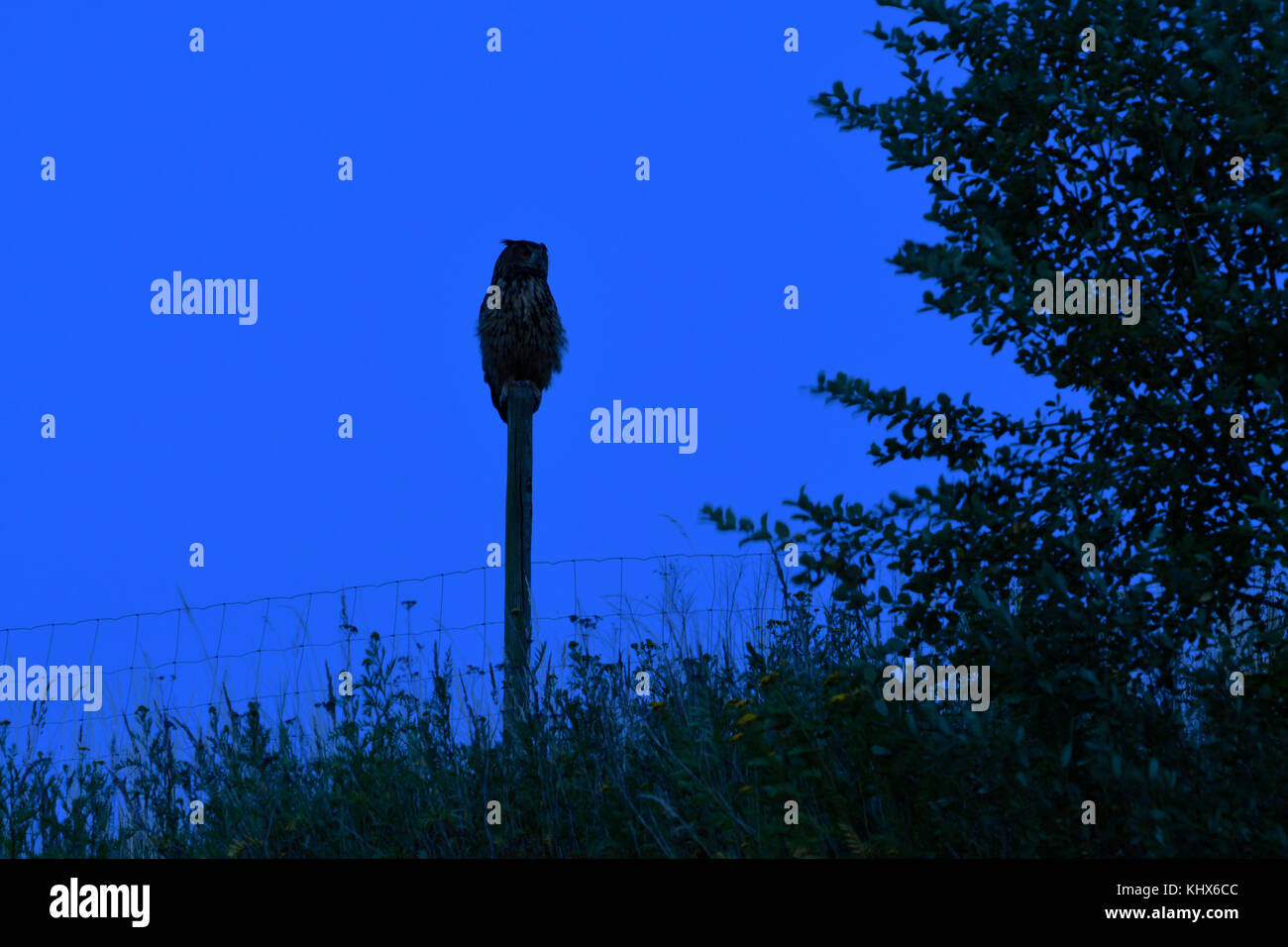 Grand duc ( Bubo bubo ) la nuit, perché sur un fencepost, silhouetté contre le ciel bleu foncé, la chasse pendant la nuit, la faune, l'Europe. Banque D'Images