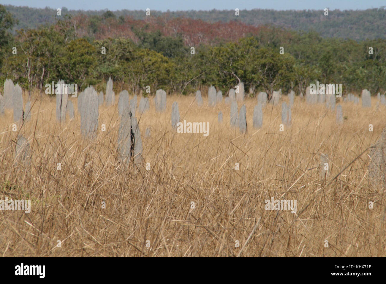L'Australie litchfield termitières magnétiques Banque D'Images