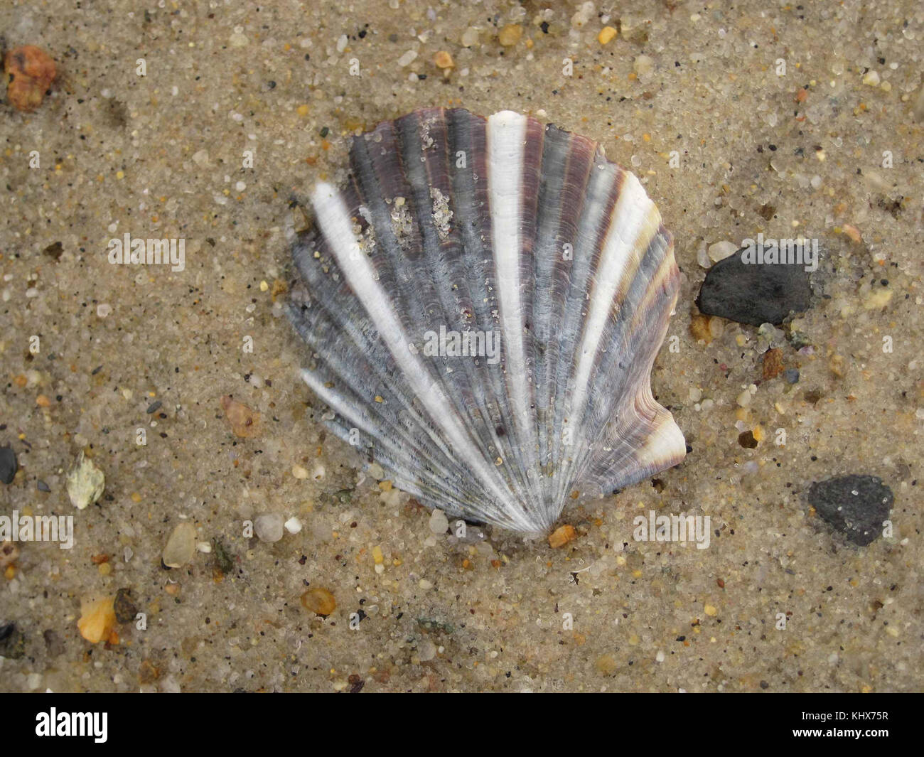 Colourfull ocean shell dans le sable Banque D'Images
