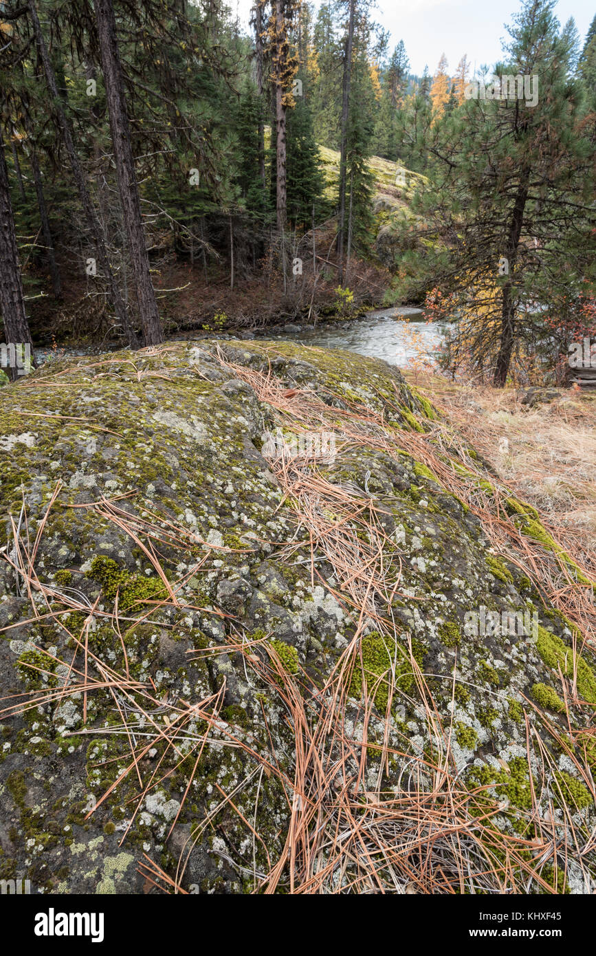 Les aiguilles de pin ponderosa sur un rocher près de la rivière de l'oregon à imnaha montagnes wallowa Banque D'Images