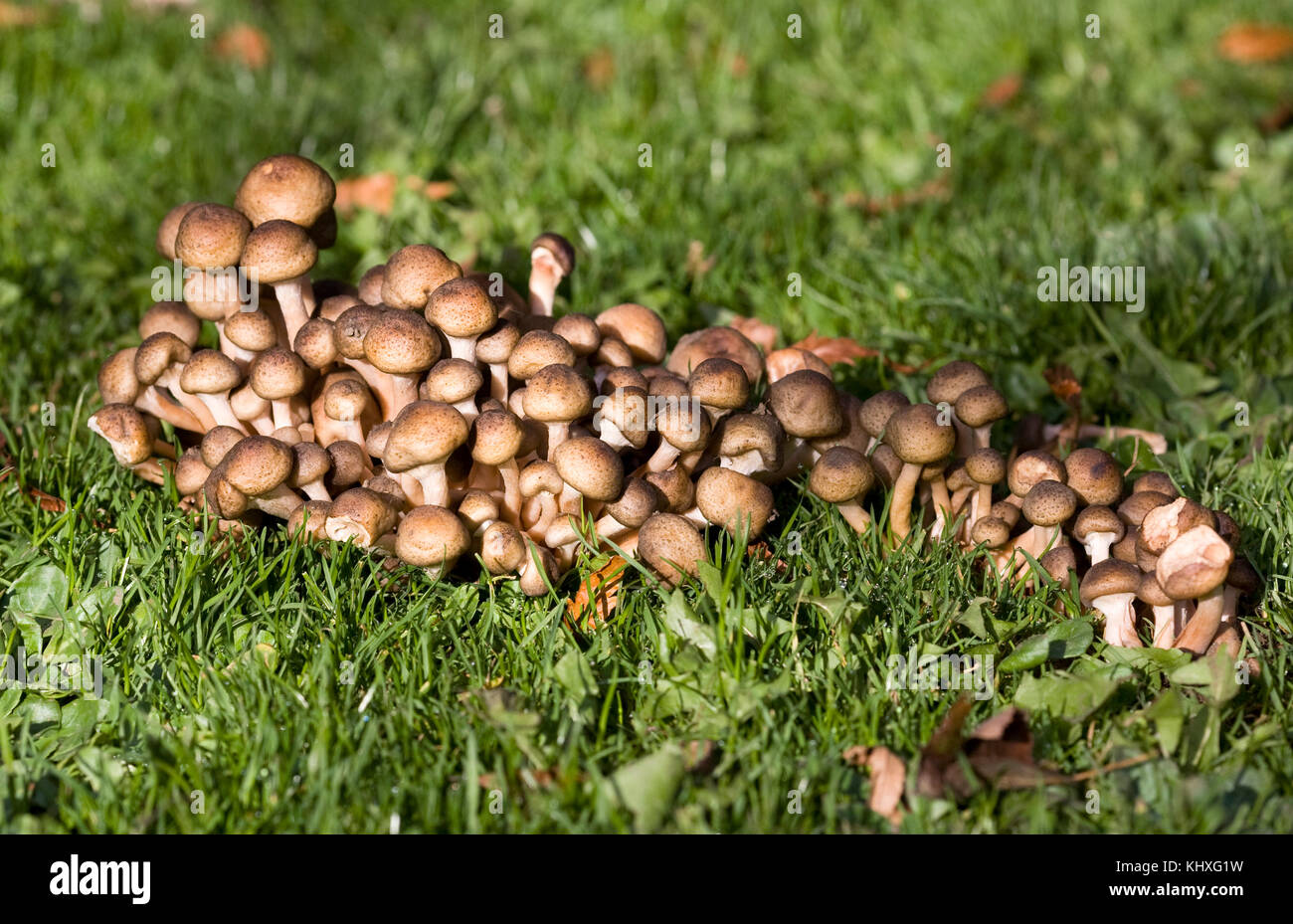 Champignons poussant sur une pelouse, à l'automne. Banque D'Images