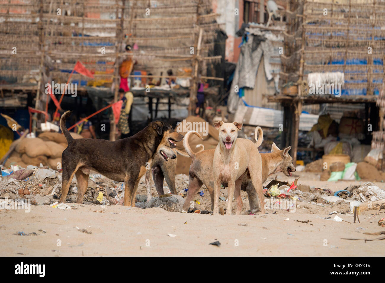 Pack de street dogs sur plage de versova, Mumbai Banque D'Images