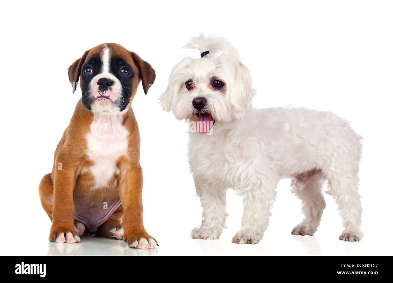 Deux très beaux chiens isolé sur fond blanc Banque D'Images