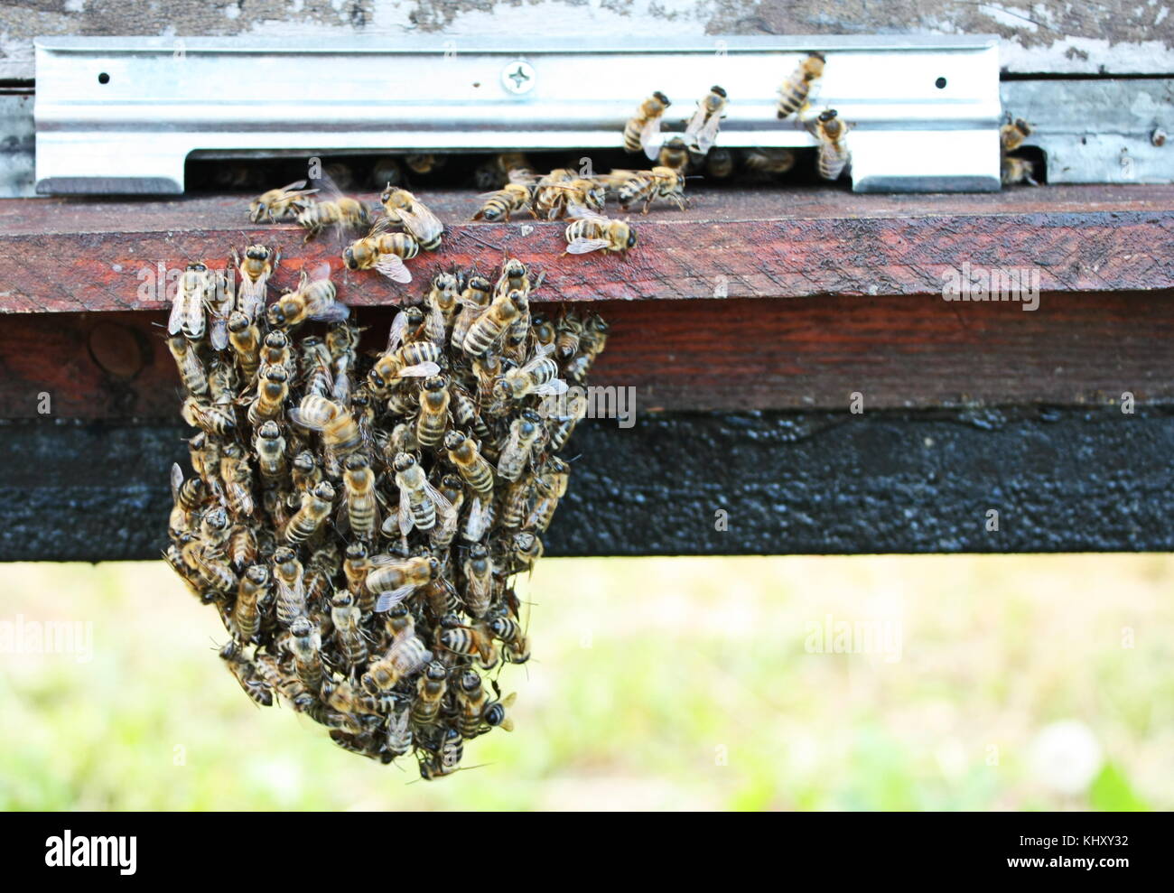 Les abeilles faisant un beard Banque D'Images