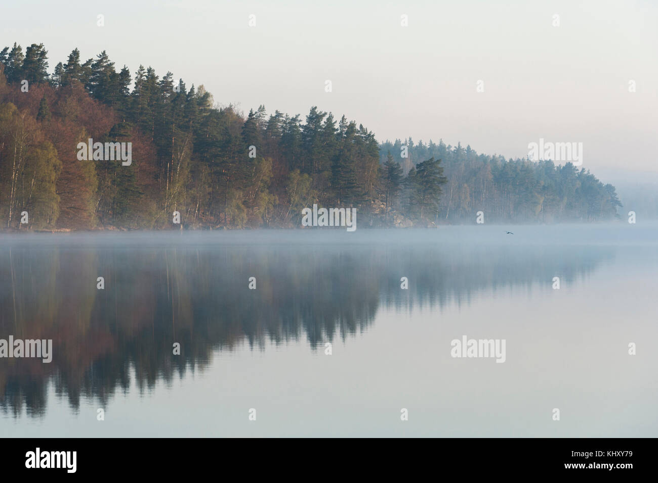 En Suède, le lac typique entouré de conifères, d'abord au début de lumière, calme, calme surface de l'eau, peu de brume du matin, scandinav Banque D'Images