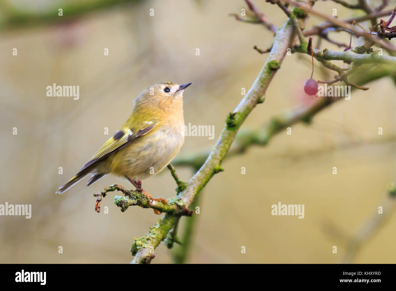 Bird goldcrest (Regulus regulus) à travers les branches des arbres et bush Banque D'Images