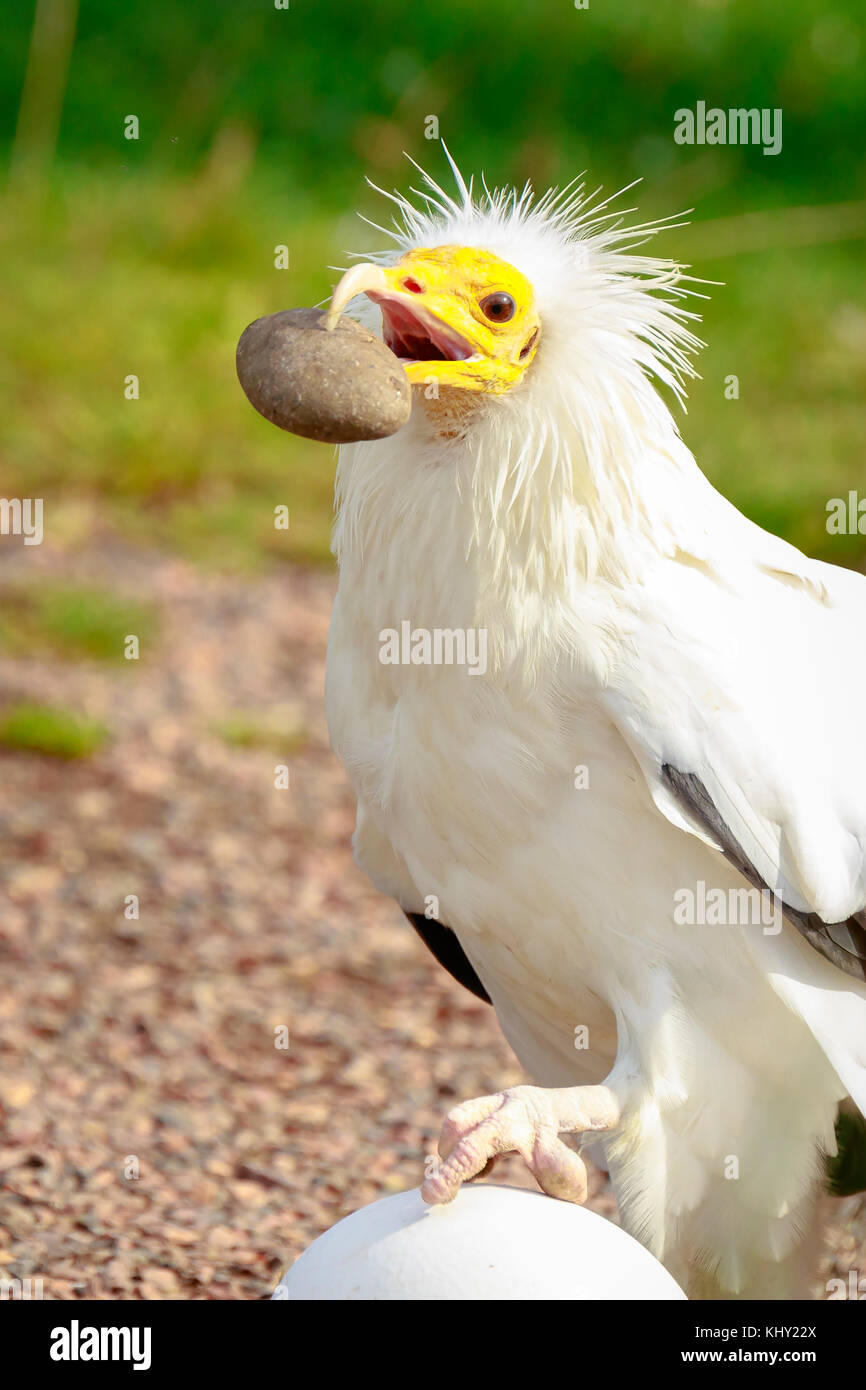 Percnoptère (Neophron percnopterus) oiseau de proie, aussi appelé le vautour charognard blanc ou de poulet du pharaon, casser un oeuf à l'aide de la big white s Banque D'Images