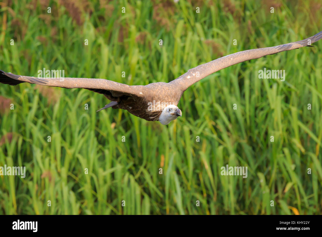 Close up d'un grand goéland vautour fauve (Gyps fulvus) en vol, chasse au-dessus d'une prairie naturelle verte. Banque D'Images