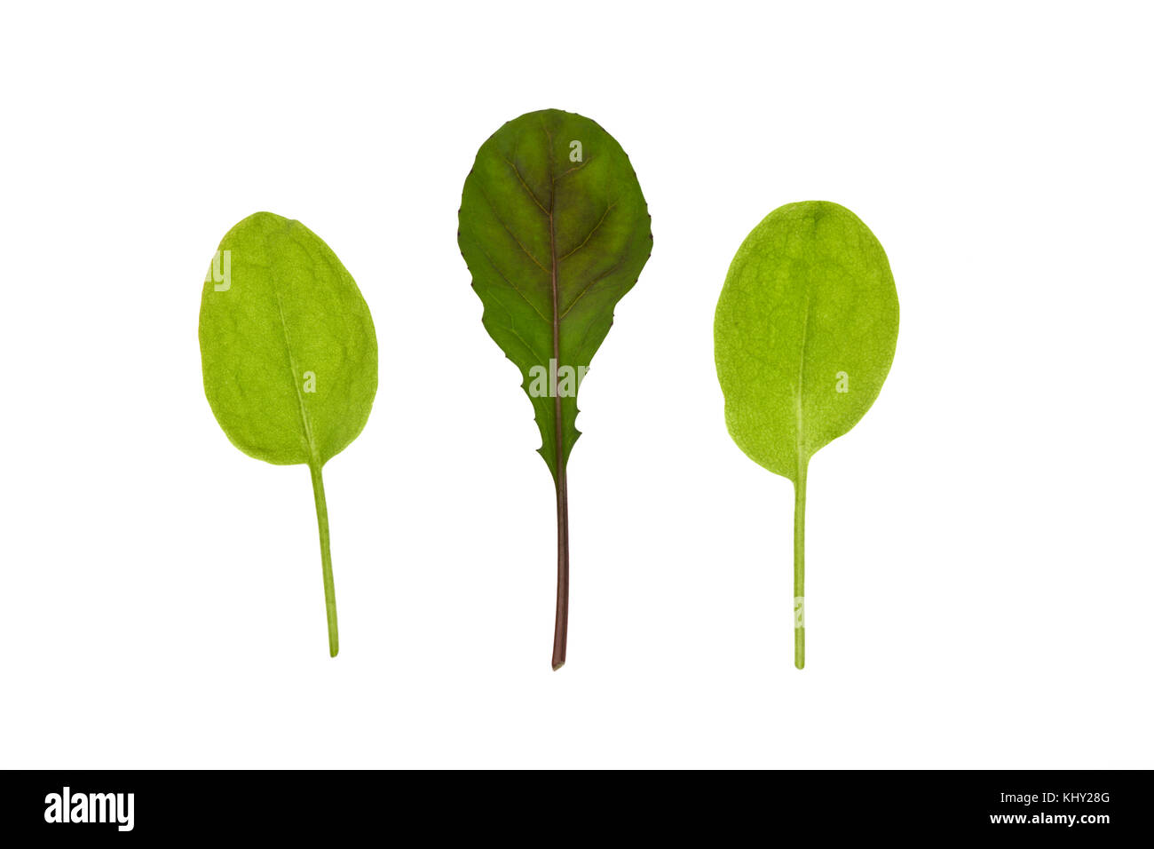 Le radis sauvage Raphanus raphanistrum et Rumex acetosa feuillus à feuilles de Sorrell Banque D'Images