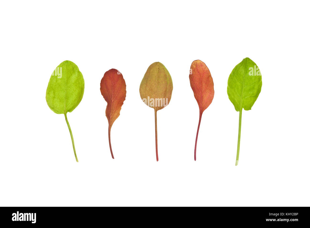 Rumex acetosa feuillus à feuilles de Sorrell Banque D'Images