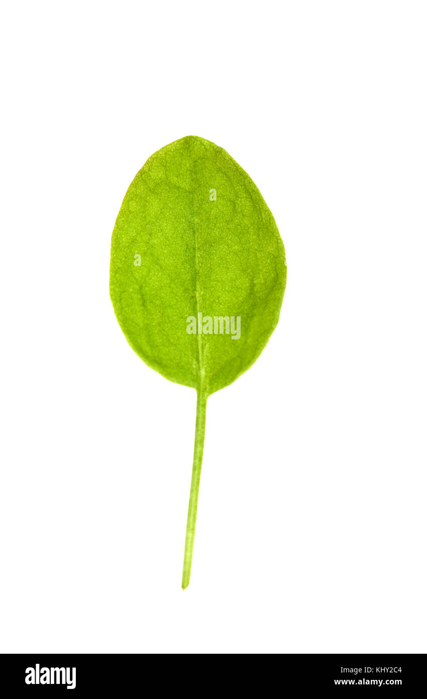 Rumex acetosa feuillus à feuilles de Sorrell isolé sur fond blanc Banque D'Images