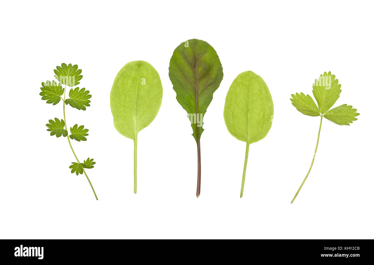 Mélange de salade de feuilles. Feuillus Sorrell, radis sauvage, Burnett et salade de fraise sauvage isolé sur fond blanc. Banque D'Images