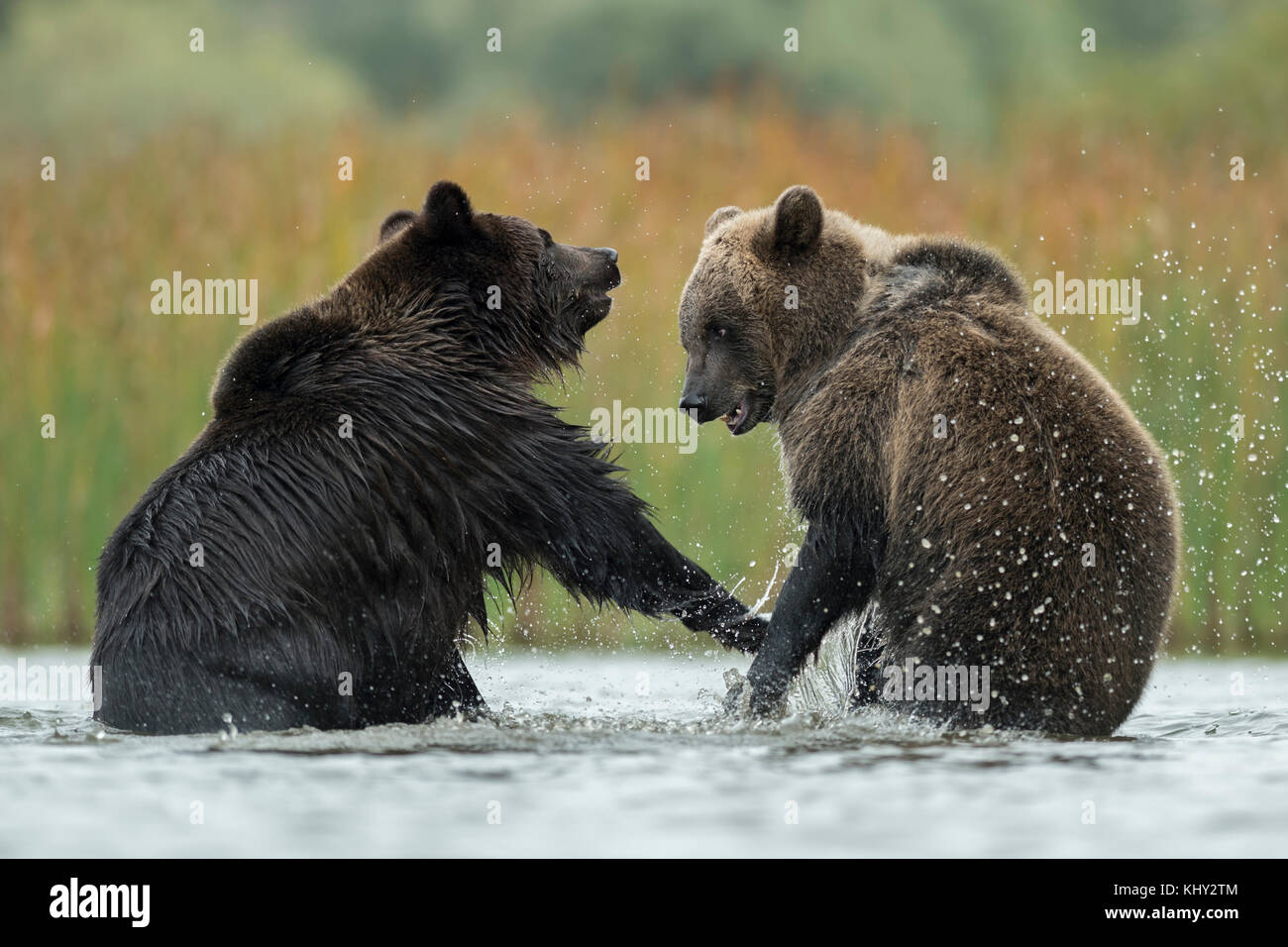Les ours bruns d'eurasie ( Ursus arctos ) combats, luttant, en lutte, debout sur ses pattes dans l'eau peu profonde d'un lac, à l'Europe. Banque D'Images