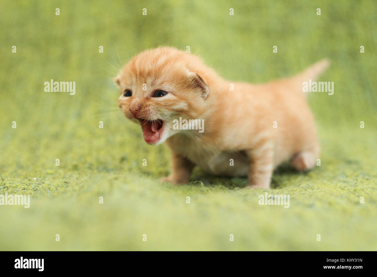 chaton de bébé Banque D'Images