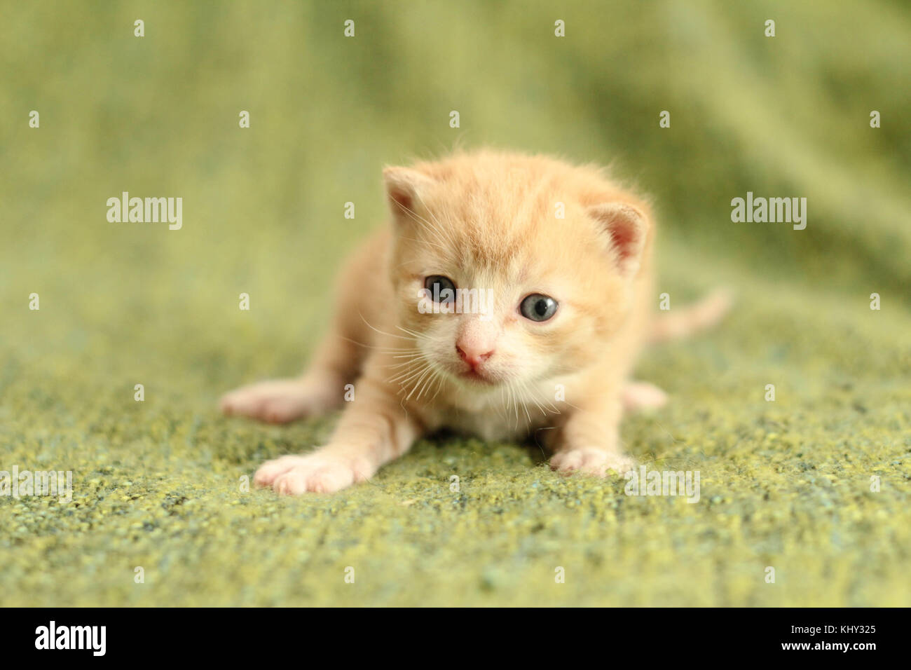 chaton de bébé Banque D'Images