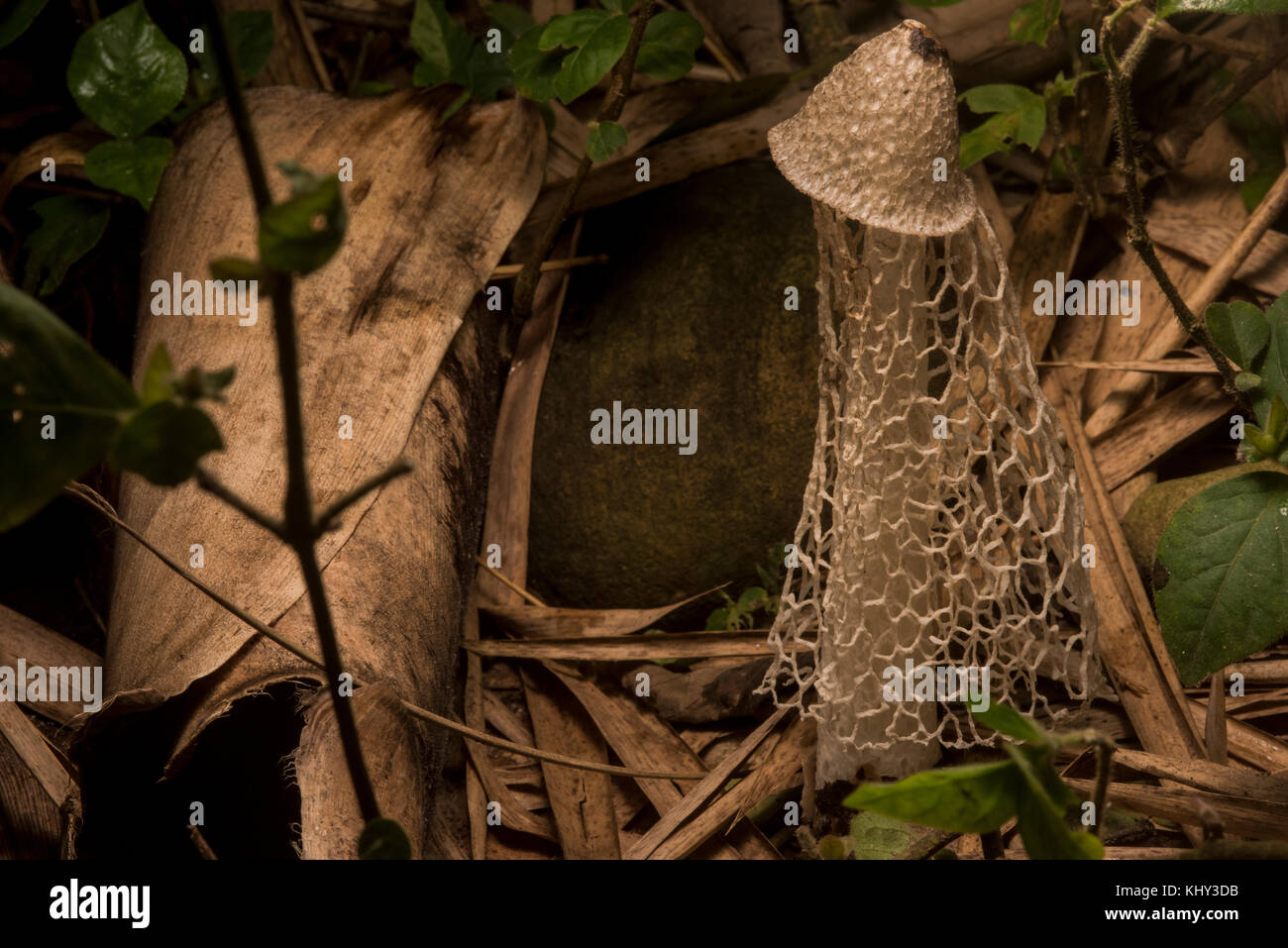 Un champignon de Bridal Veil pousse sur le sol de la forêt au Pérou. Il ne fera que maintenir ce formulaire pour un temps très court avant de se faner loin. Banque D'Images