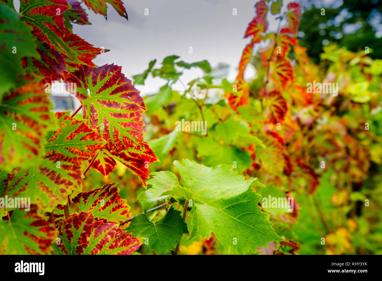 La seule cave de vinification de la ville de Paris Banque D'Images