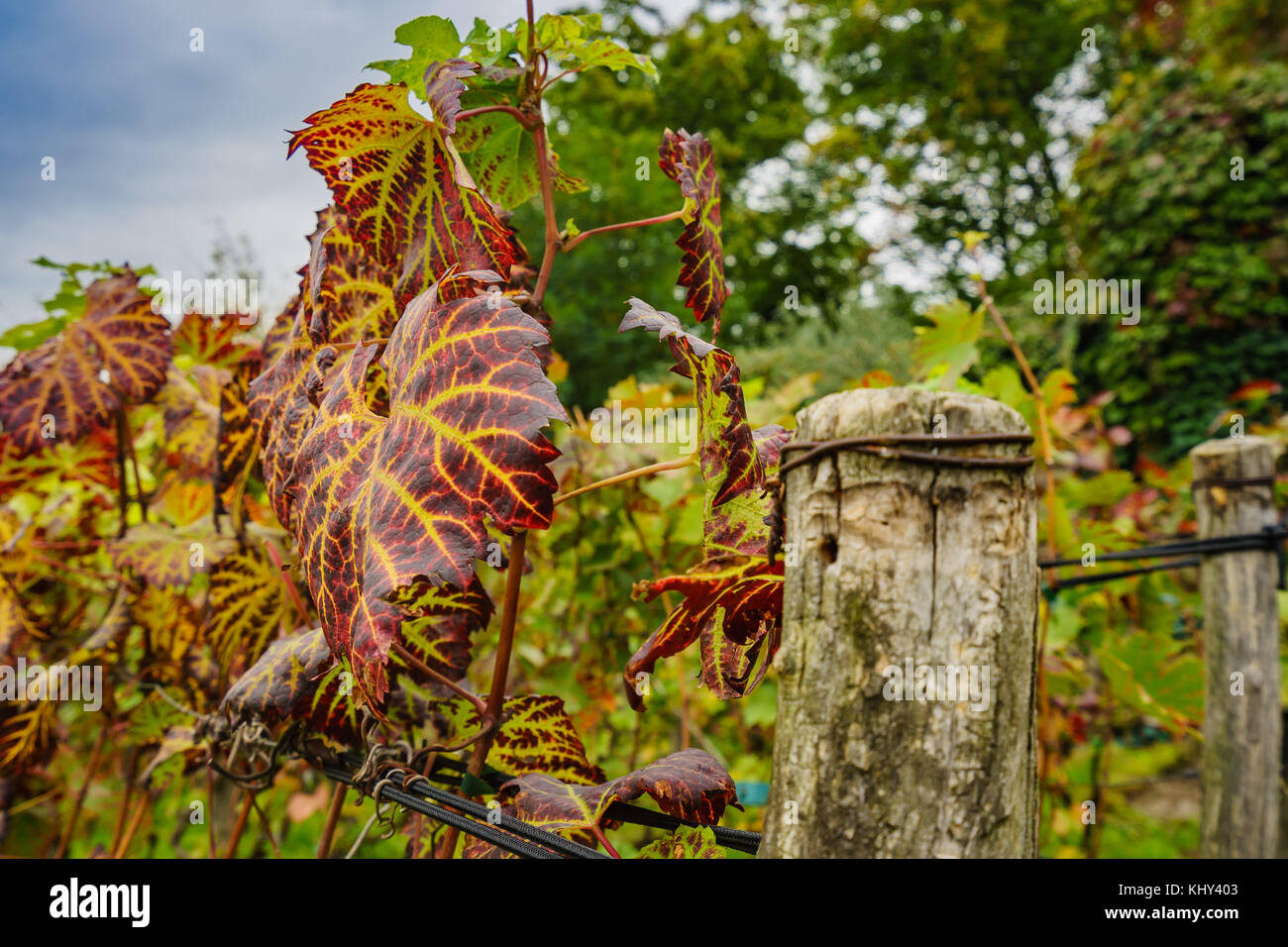 La seule cave de vinification de la ville de Paris Banque D'Images