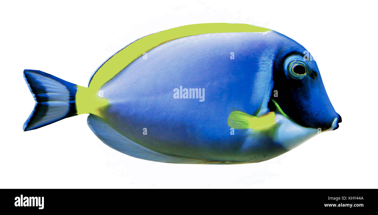Poisson Chirurgien bleu poudre - le poisson chirurgien bleu poudre est une espèce d'eau de poissons de récif vivants dans les régions tropicales de l'Océan Indien. Banque D'Images