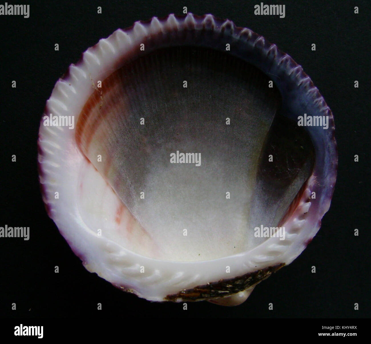 Tucetona laticostata (intérieur) 2 Banque D'Images