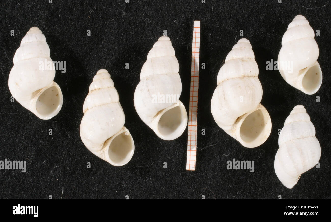 Leonia mammillaris est une espèce de mollusque gastéropode marin, que l'on trouve couramment dans les eaux tropicales et subtropicales. Il se caractérise par sa forme de coquille distinctive et ses motifs vibrants, souvent associés aux environnements récifaux. Banque D'Images