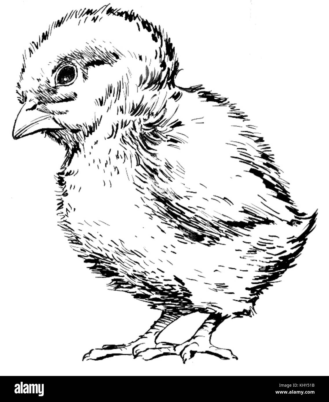 Chick (PSF) Banque D'Images