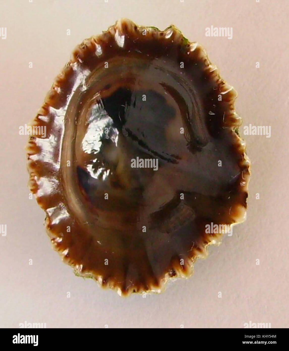 Siphonaria zelandica est une espèce de mollusque marin originaire de Nouvelle-Zélande. L'image met en évidence l'anatomie interne de l'espèce, utile pour les études scientifiques et biologiques de la vie marine. Banque D'Images