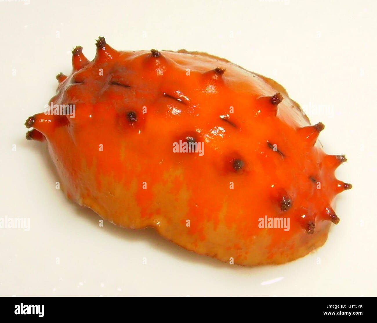 Cryptoconchus porosus, communément appelé chiton papillon, est un mollusque marin trouvé le long des côtes rocheuses. L'espèce est connue pour sa forme de coquille distinctive, qui ressemble à des ailes de papillon, et son rôle dans l'écosystème marin en tant que graisseuse. Banque D'Images