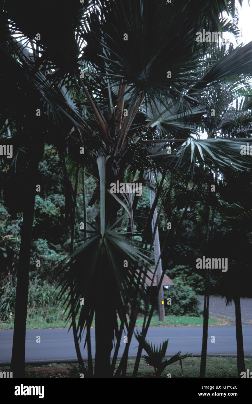 Latania loddigesii est une espèce de palmier originaire de Madagascar, appréciée pour ses feuilles en éventail distinctives et ses qualités ornementales. Banque D'Images