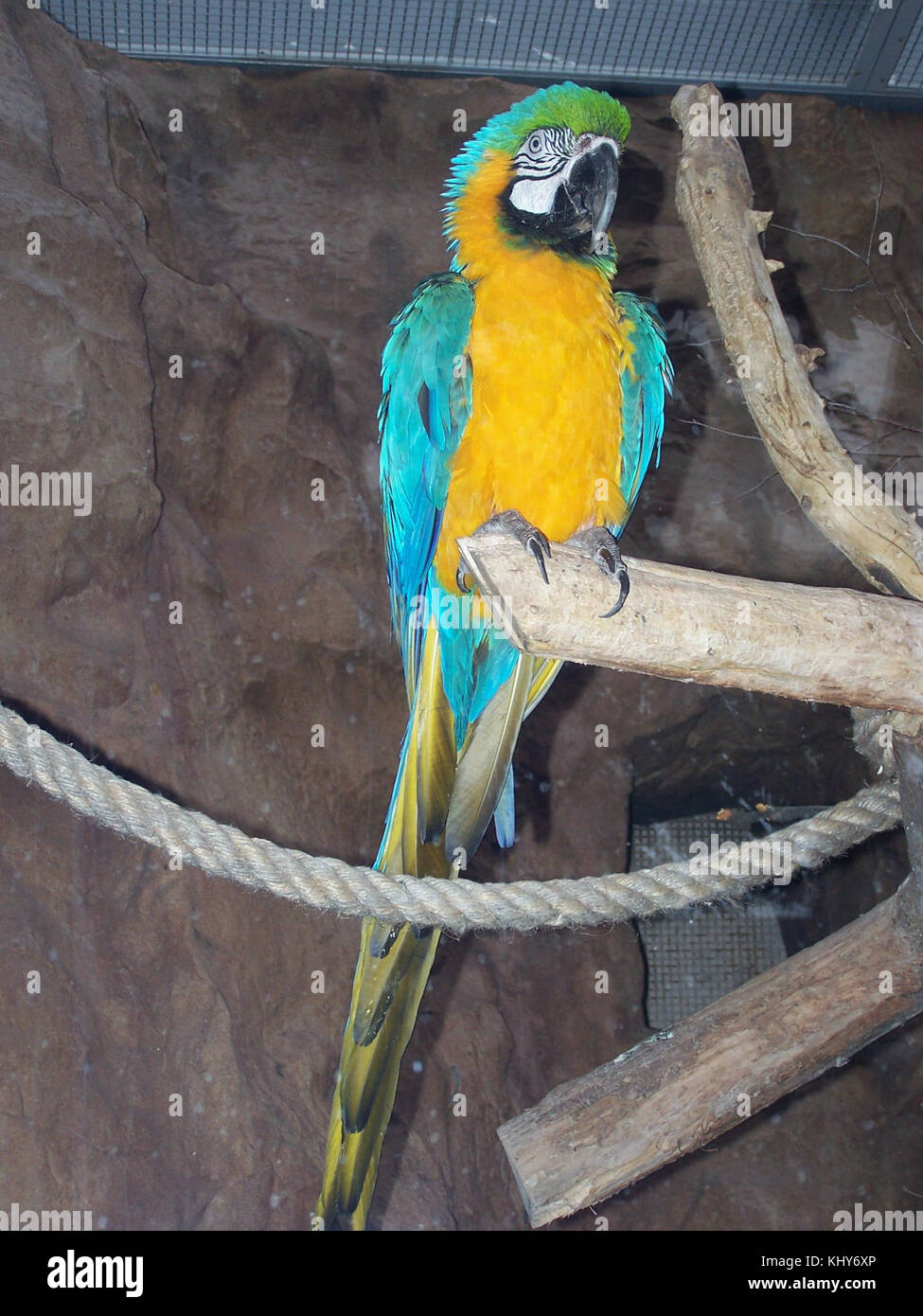 Une représentation vibrante de l'Ara ararauna, communément connu sous le nom d'aras bleu et jaune. Cette grande espèce de perroquets, originaire d'Amérique du Sud, est reconnue pour sa coloration frappante et est souvent associée aux forêts tropicales et aux efforts de conservation de la faune. Banque D'Images Une représentation vibrante de l'Ara ararauna, communément connu sous le nom d'aras bleu et jaune. Cette grande espèce de perroquets, originaire d'Amérique du Sud, est reconnue pour sa coloration frappante et est souvent associée aux forêts tropicales et aux efforts de conservation de la faune. Banque D'Images