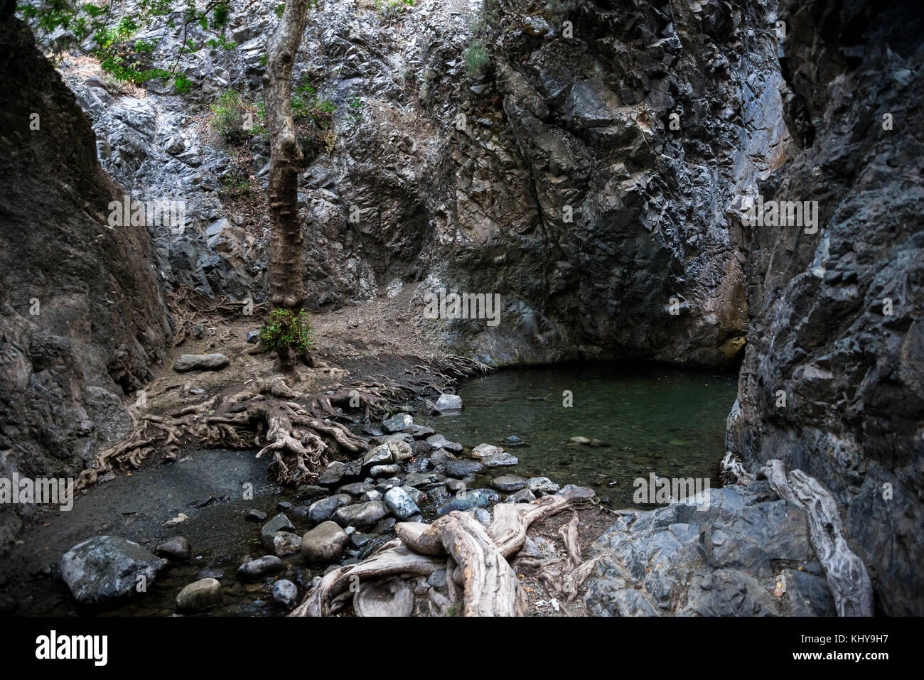 Millomeris piscine cascade, les racines des arbres et des roches de galets, près de platres, Chypre central Banque D'Images