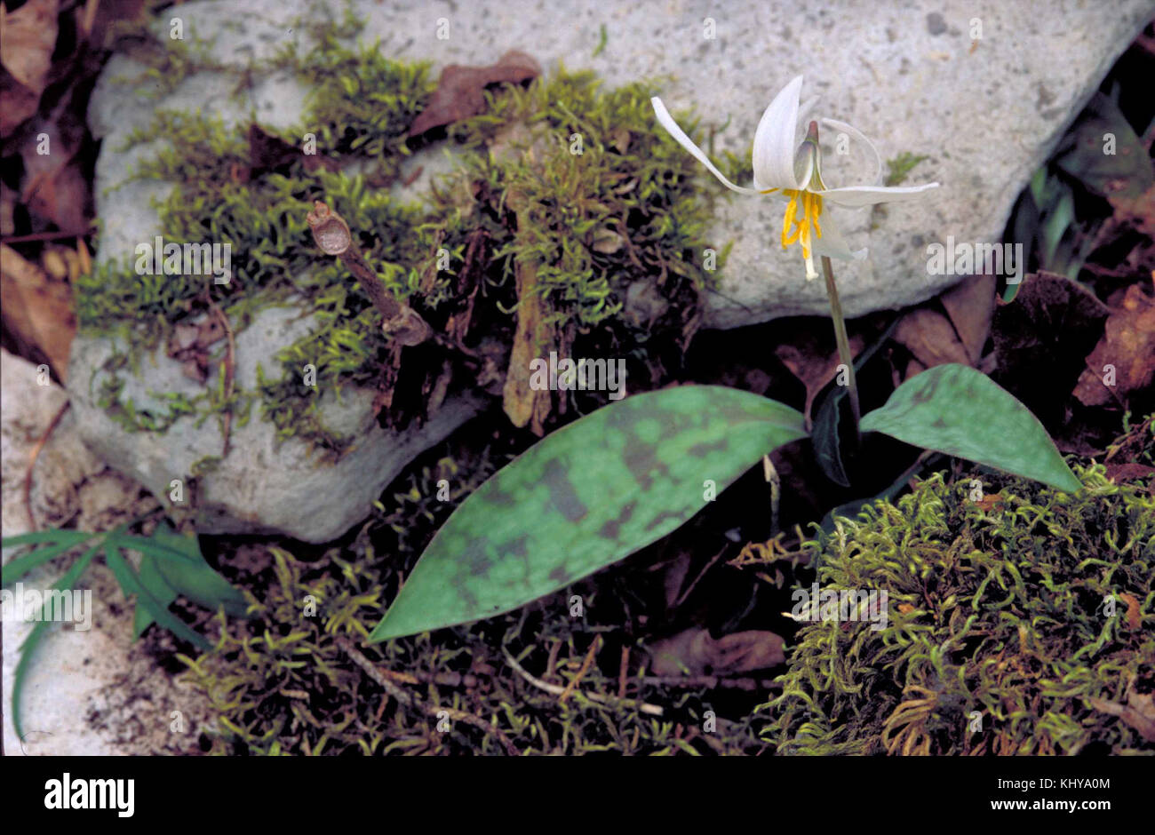 L'Erythronium albidum FWS-3 Banque D'Images