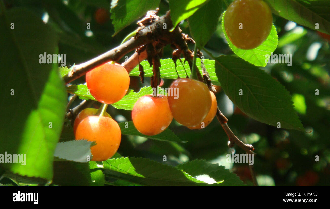 Cueillette de cerises Banque D'Images