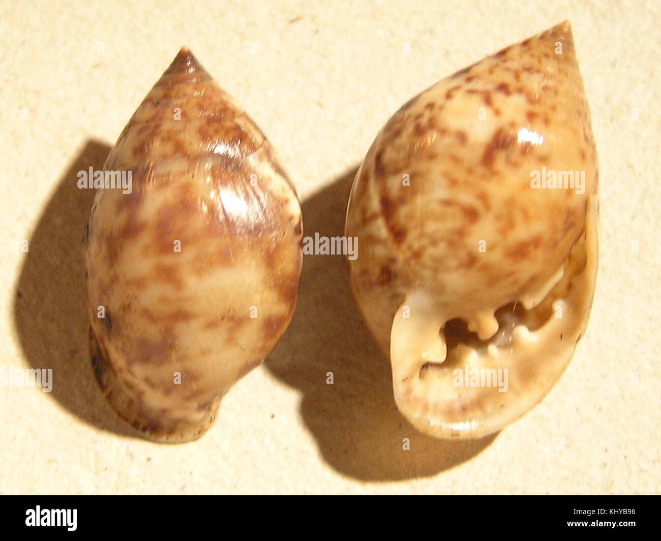 Pythia shell scarabaeus Banque D'Images