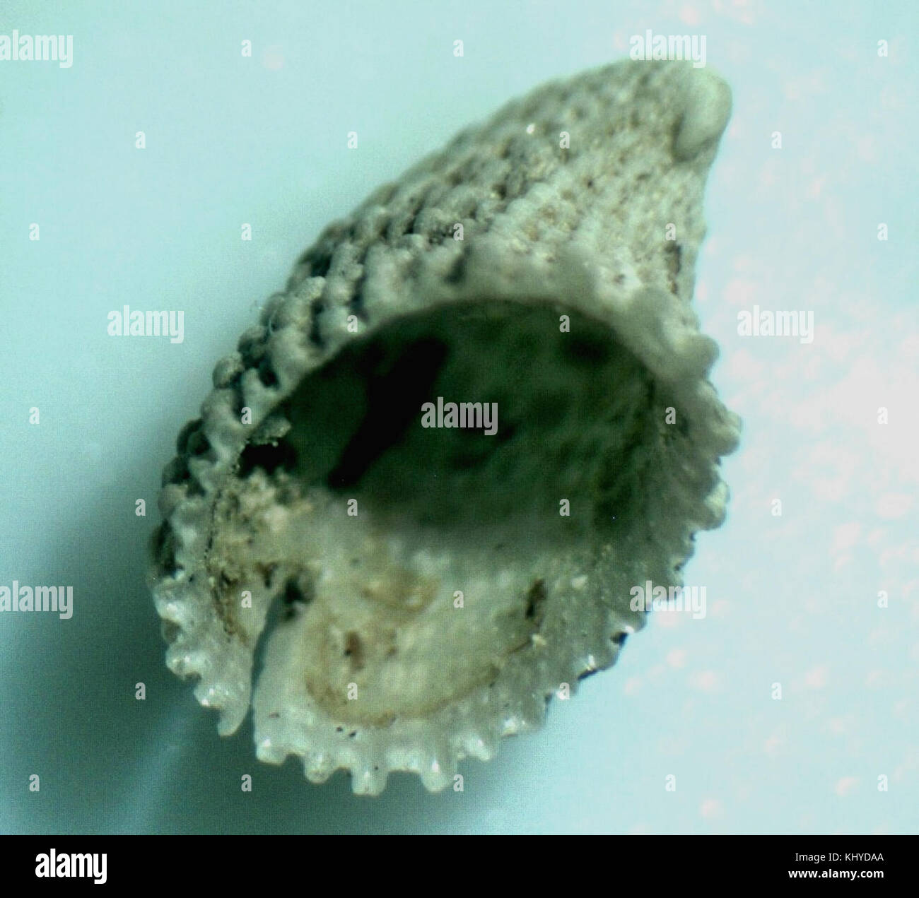 'Emarginula rosea' fait référence à une espèce marine de limpet, reconnue pour sa forme et sa couleur distinctives, contribuant à l'étude de la biologie marine et des espèces de mollusques. Banque D'Images