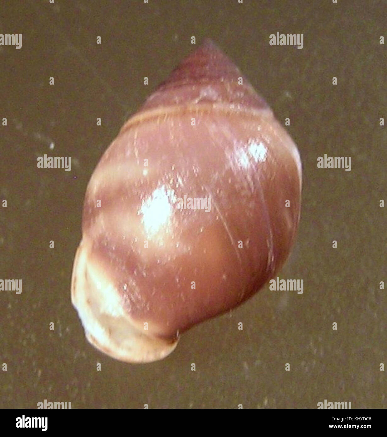 Pythia plicata 001 Banque D'Images