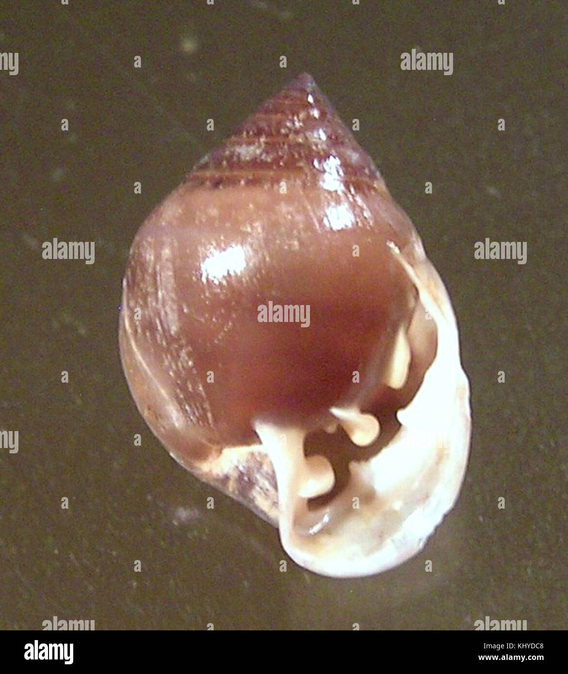 Pythia plicata 002 Banque D'Images