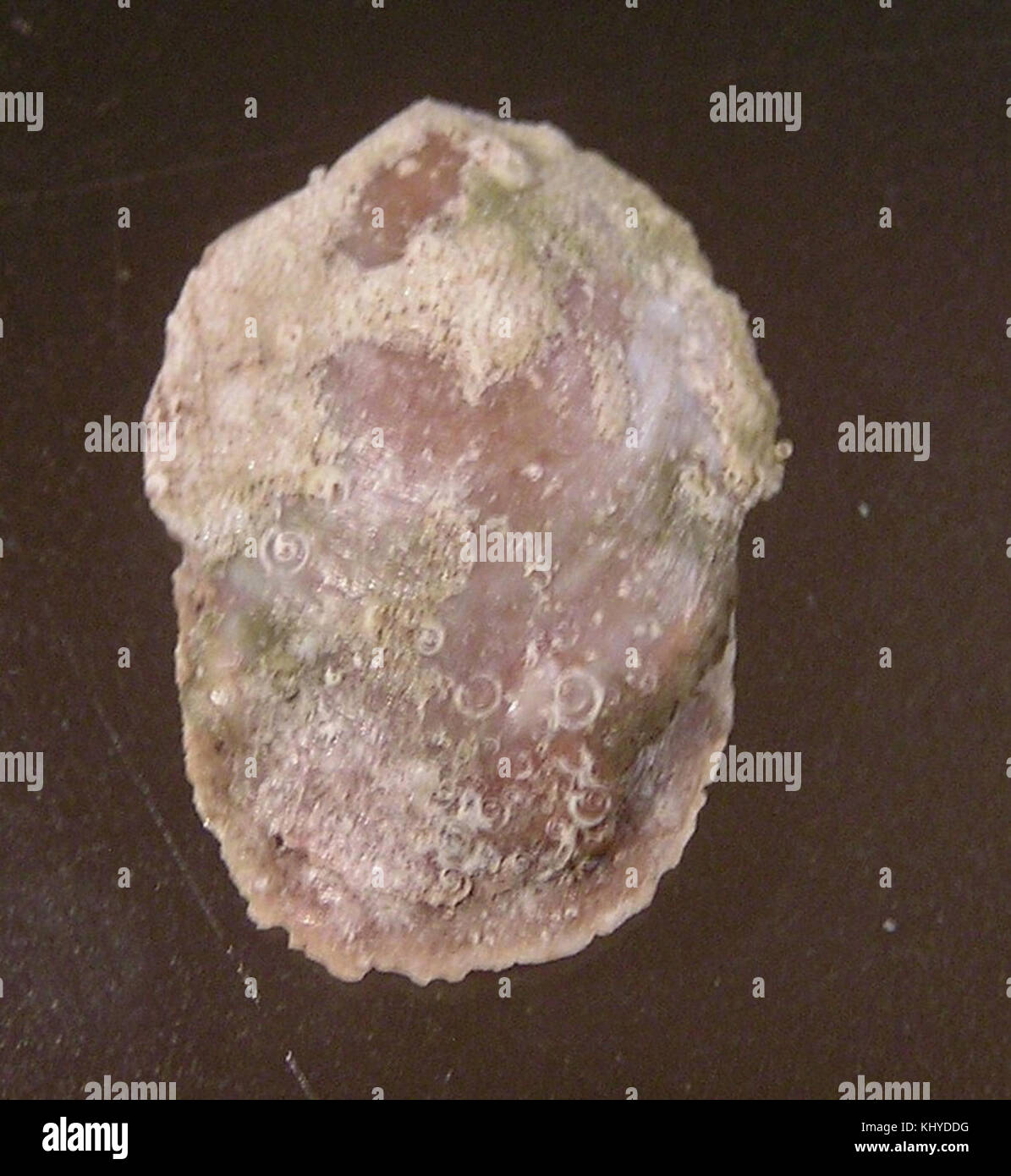 Crepidula immersa est une espèce de gastéropode marin trouvée le long des côtes du Pacifique en Amérique du Nord. Il est reconnu pour sa forme de coquille distinctive et son rôle écologique. Banque D'Images