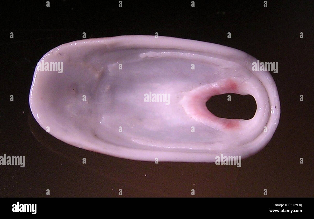 Amblychilepas oblonga est une espèce d'escargot terrestre, originaire des régions tropicales, caractérisée par sa coquille allongée et son aspect distinctif, que l'on trouve dans les environnements humides. Banque D'Images