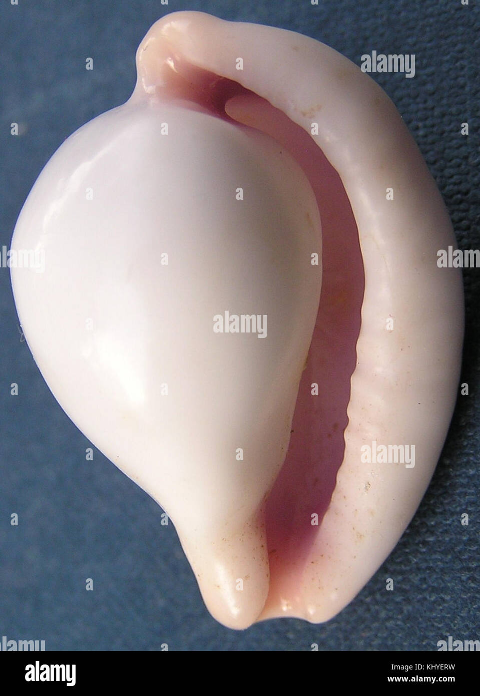 Ovula costellata, une espèce d'escargot de mer, est représentée sur cette image. Connu pour son motif distinctif de coquille, il se trouve dans les régions tropicales et subtropicales, contribuant à la biodiversité marine et aux écosystèmes. Banque D'Images