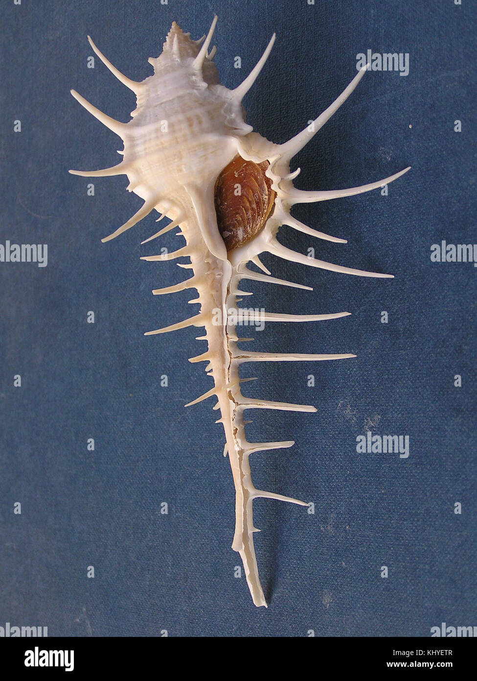 Une illustration de l'espèce de mollusques marins Murex altispira, connue pour sa forme spiralée distinctive et sa structure de coquille. Banque D'Images