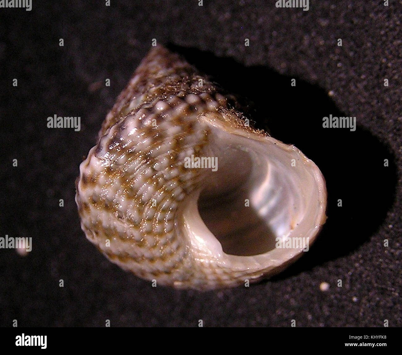 Calthalotia arruensis est une espèce de gastéropode marin appartenant à la famille des Trochidae. Il est connu pour sa forme et sa couleur de coquille distinctive, souvent trouvée dans les eaux océaniques. Banque D'Images