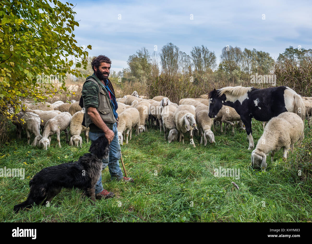 Reportage de moutons dans la plaine bergamasque. Brambilla Simone Live News Banque D'Images
