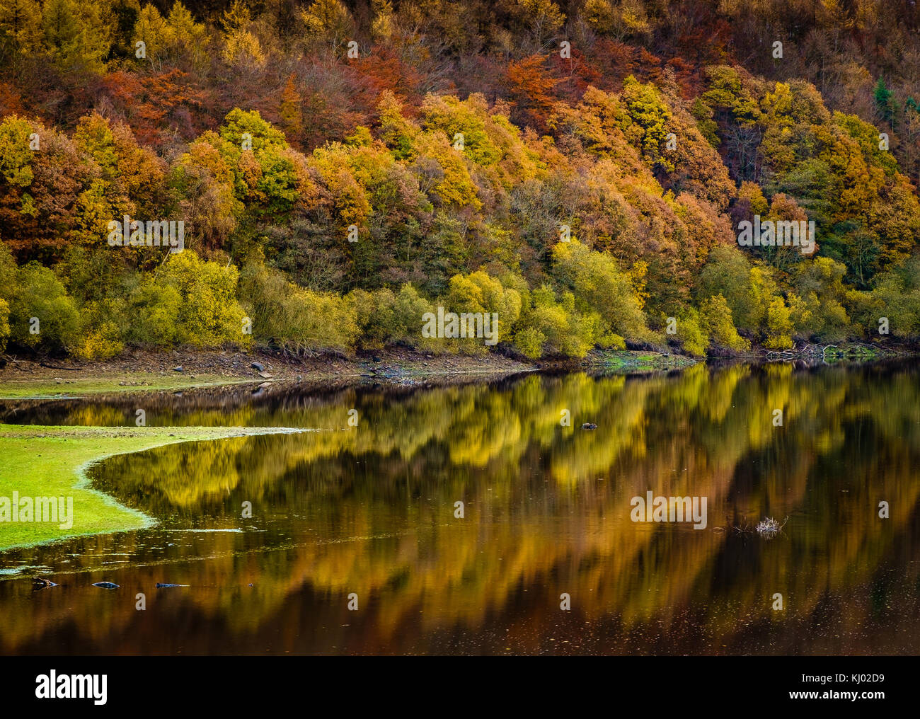 Reflets d'automne. Arbres au réservoir Lindley, près de Otley, Yorkshire du Nord Banque D'Images